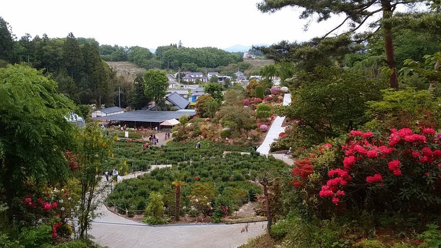 🌸 오칸바라 진달래 정원(오칸바라 츠츠지엔) 이미지 7